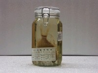 藏品(紅衣齒花鱸)的圖片